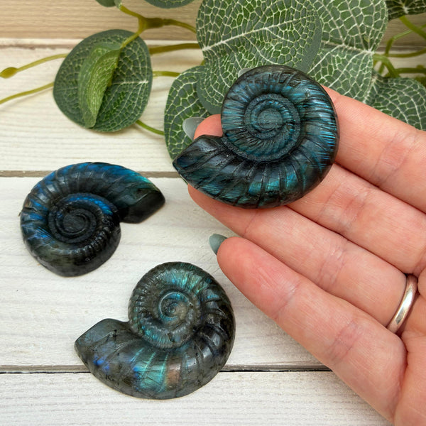 Labradorite Ammonite Carving