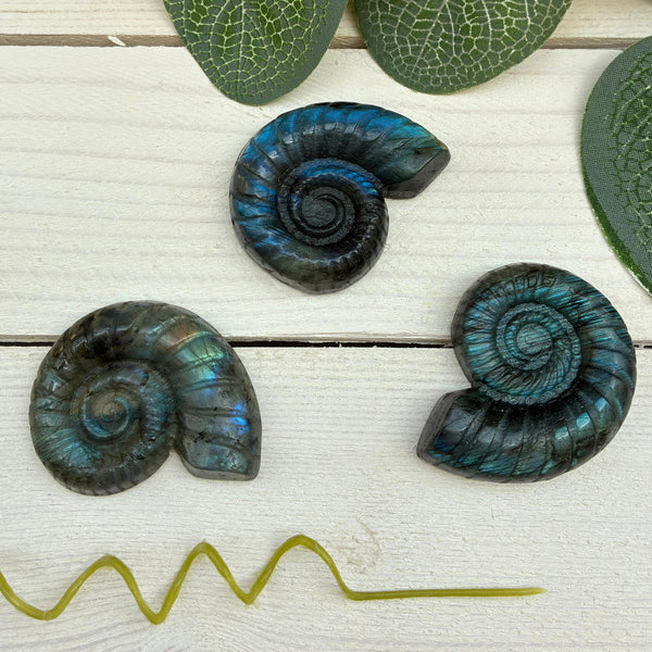 Labradorite Ammonite Carving