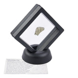 Moldavite Rough Crystal 0.4-0.99 grams with Display Stand (Black)
