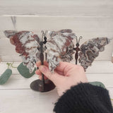 Crazy Lace Agate Butterfly on Stand