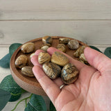 Picture Jasper Tumblestone