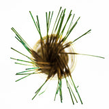 Wildberry 10 inch Evergreen Incense Sticks