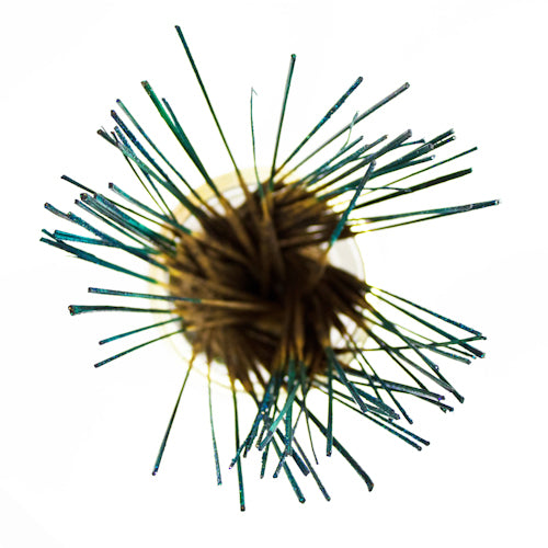 Wildberry 10 inch Fizzy Pop Incense Sticks