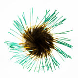 Wildberry 10 inch Queen of The Nile Incense Sticks