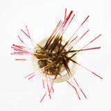 Wildberry 10 inch Sensuality Incense Sticks